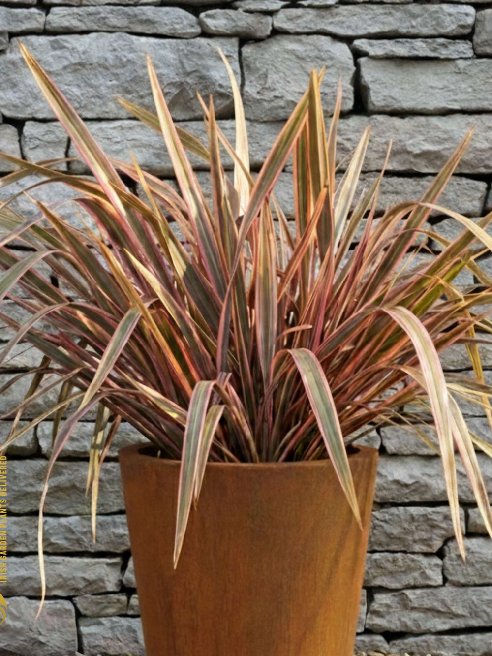 Phormium tenax ‘Sundowner’