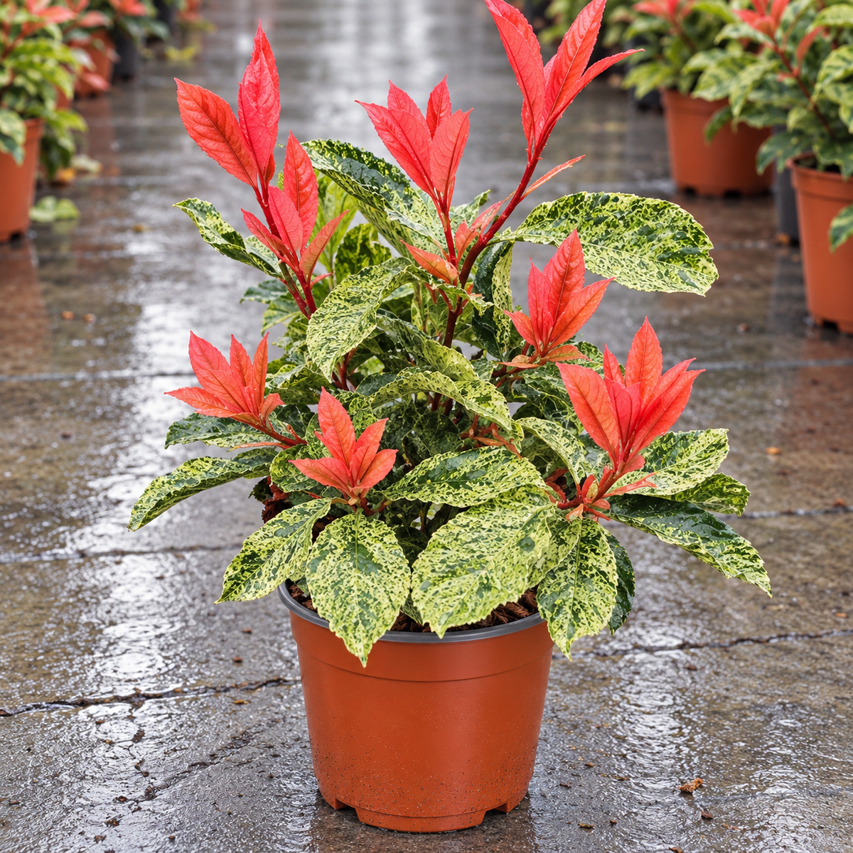 Photinia serratifolia ‘Pink Crispy’