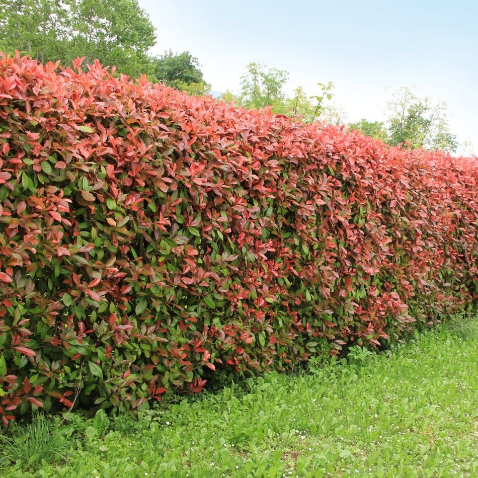 Photinia × fraseri ‘Red Robin’