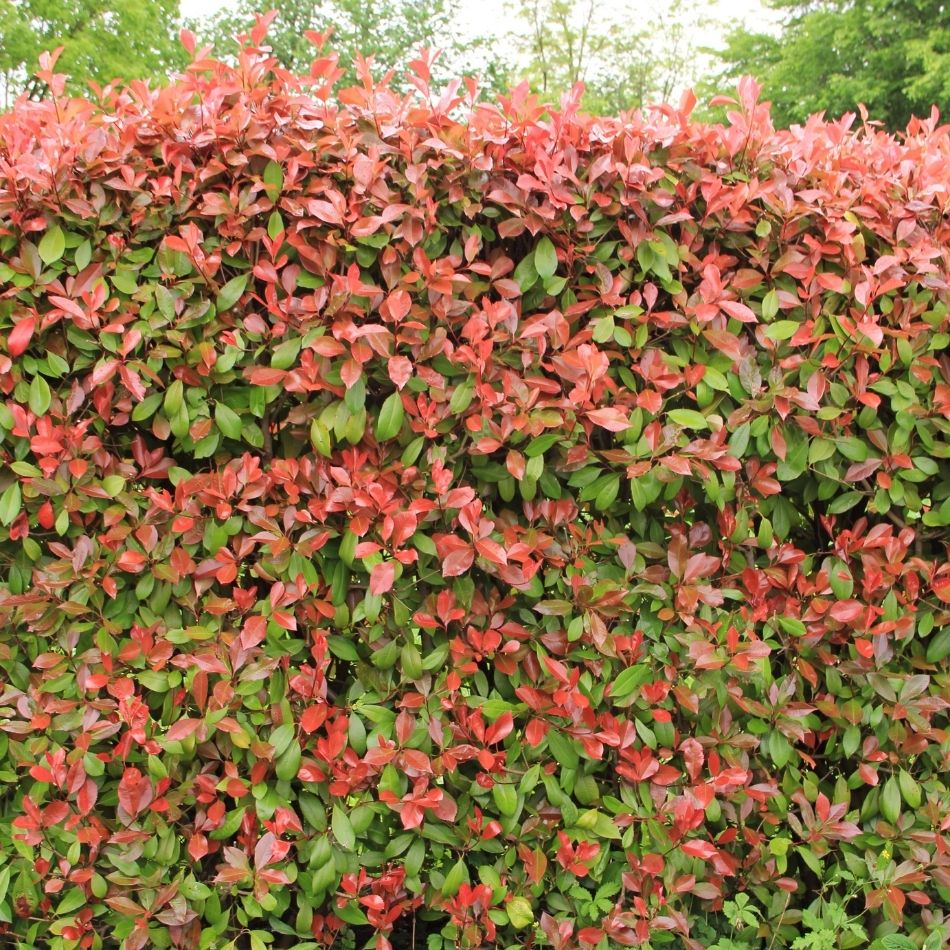 Photinia × fraseri ‘Red Robin’