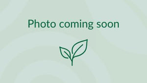 Pollinator friendly trees