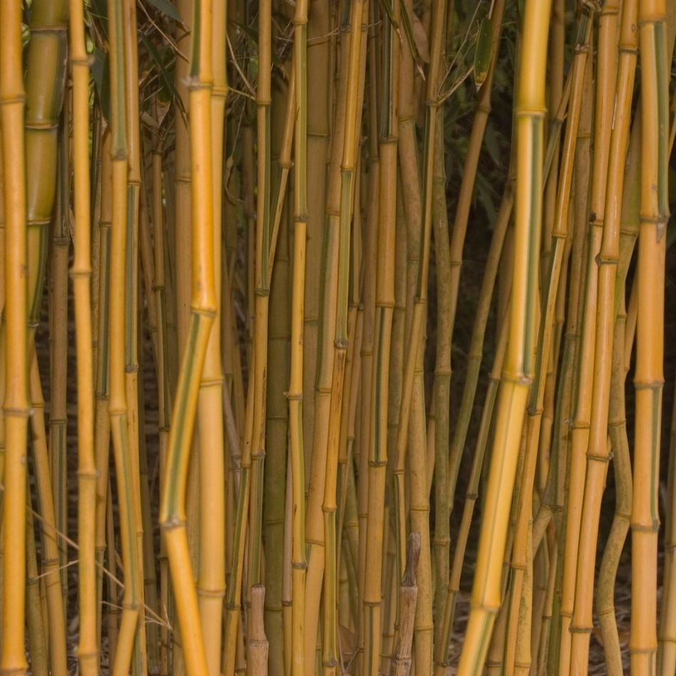 Phyllostachys aureosulcata ‘Spectabilis’