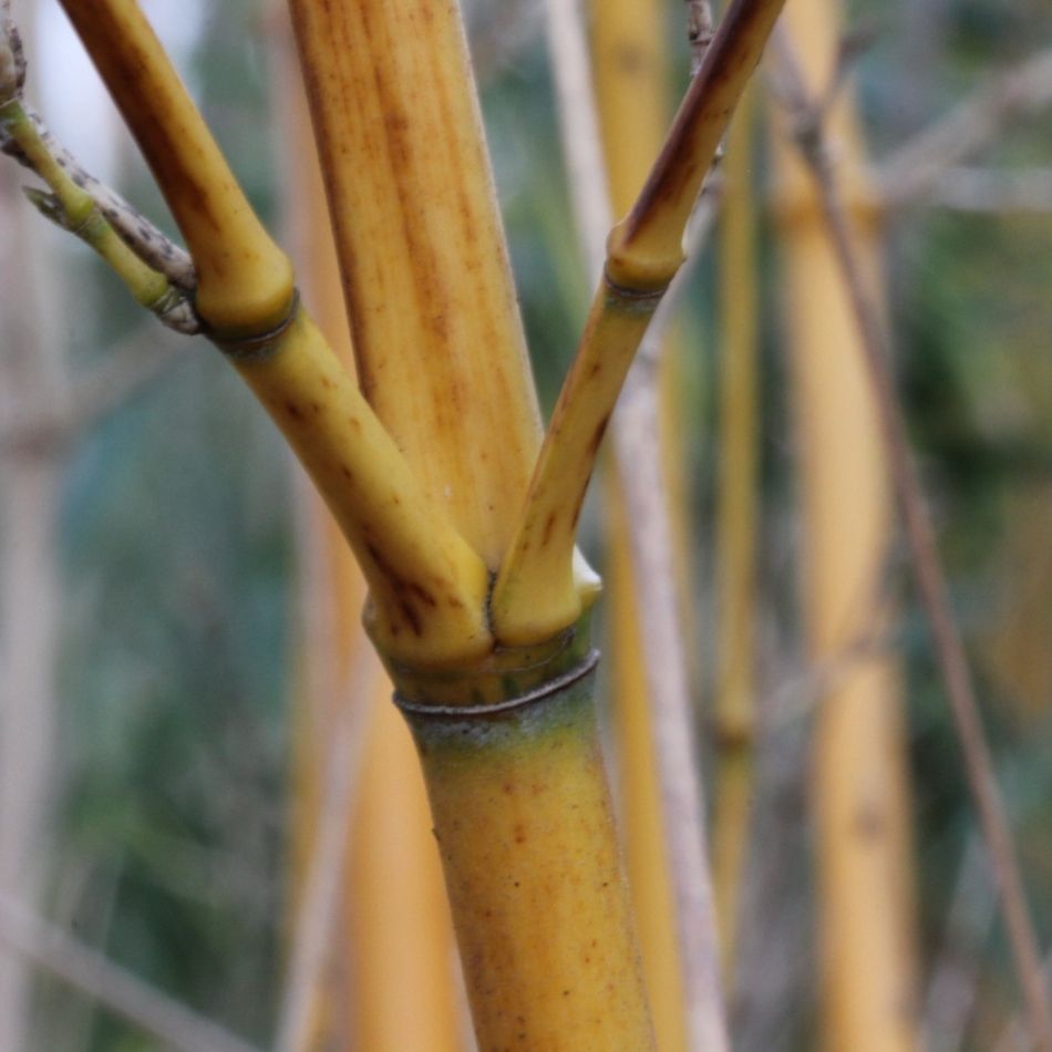 Phyllostachys aureosulcata ‘Aureocaulis’