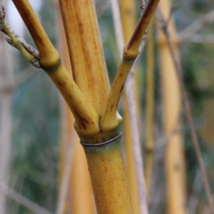 Phyllostachys aureosulcata ‘Aureocaulis’