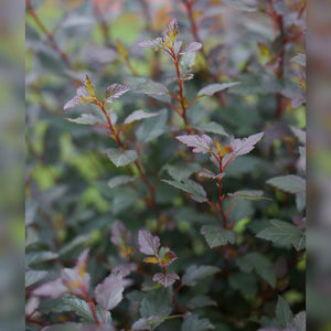 Physocarpus opulifolius ‘Little Joker’