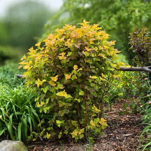 Physocarpus opulifolius ‘Amber Jubilee’