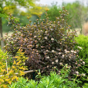 Physocarpus opulifolius ‘Diabolo’
