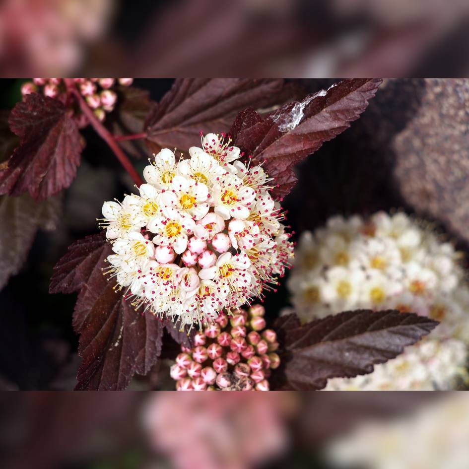 Physocarpus opulifolius ‘Diabolo’