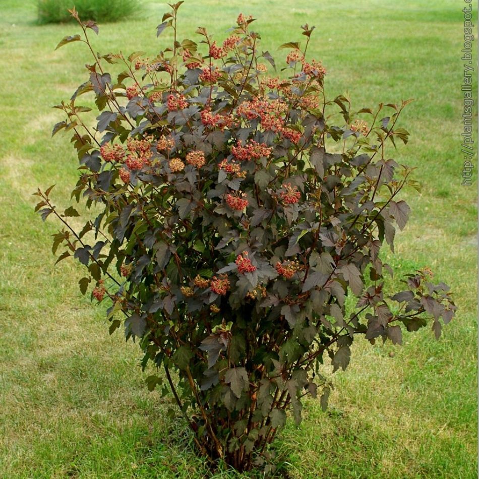 Physocarpus opulifolius ‘Red Baron’