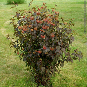 Physocarpus opulifolius ‘Red Baron’