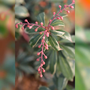 Pieris japonica ‘Little Heath’