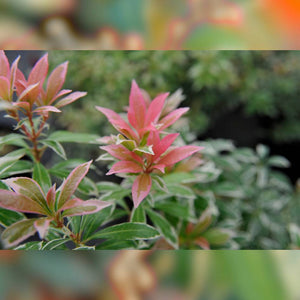 Pieris japonica ‘Little Heath’