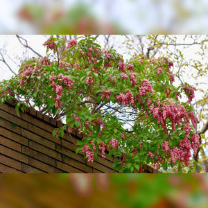 Pieris japonica ‘Debutante’