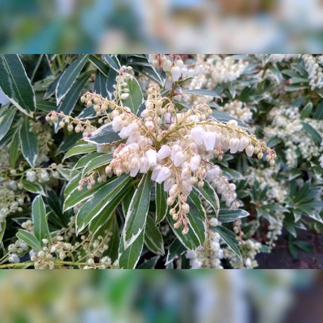 Pieris japonica ‘Flaming Silver’