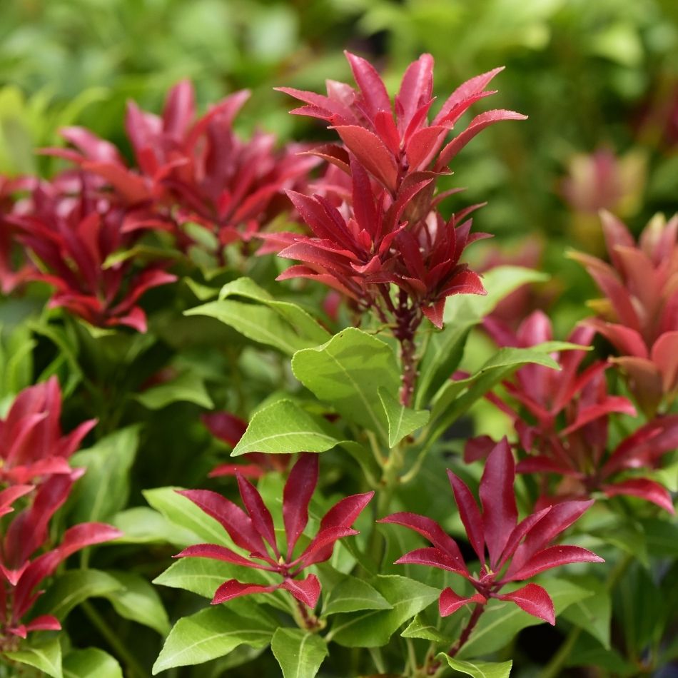Pieris japonica ‘Mountain Fire’