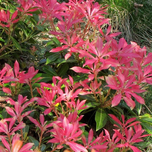 Pieris japonica ‘Mountain Fire’