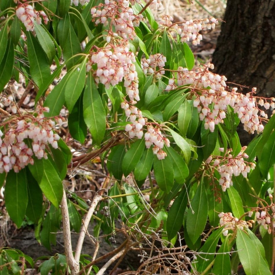 Pieris japonica ‘Mountain Fire’