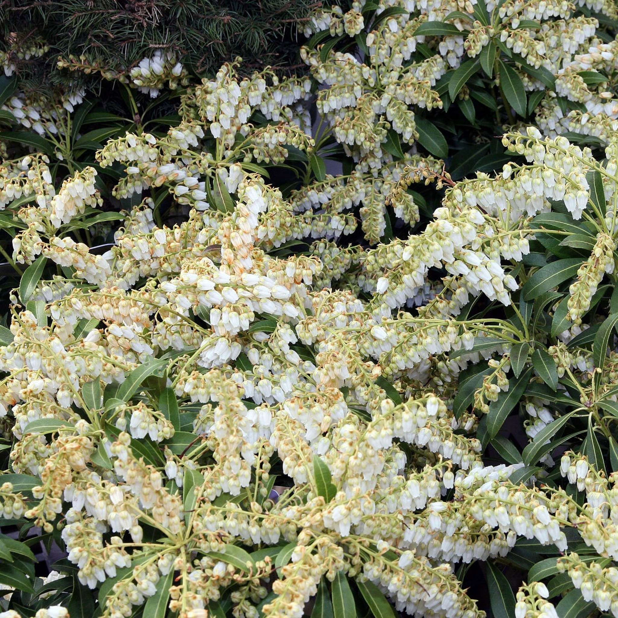 Pieris japonica ‘Purity’