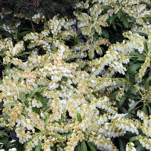 Pieris japonica ‘Purity’