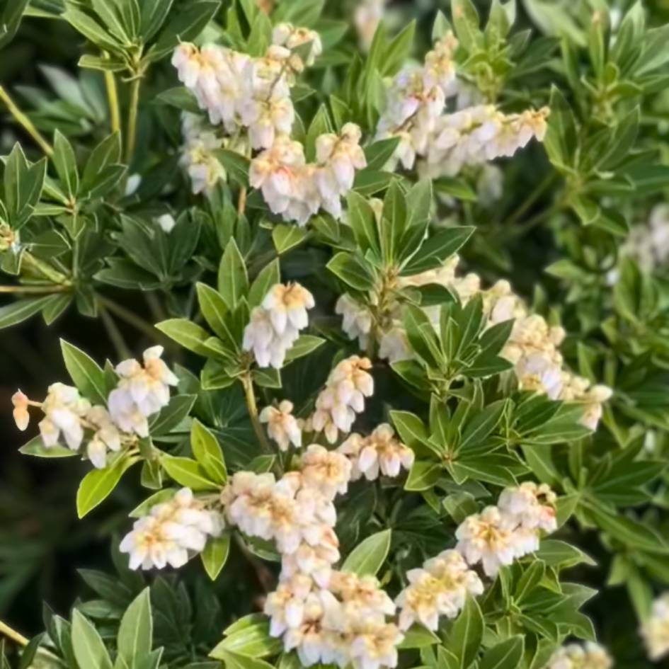 Pieris japonica ‘Sinfonia’