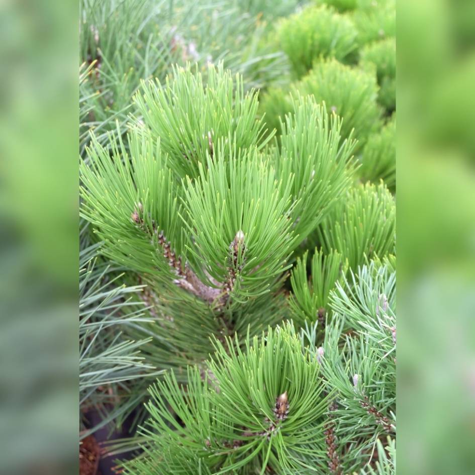 Pinus nigra ‘Green Tower’