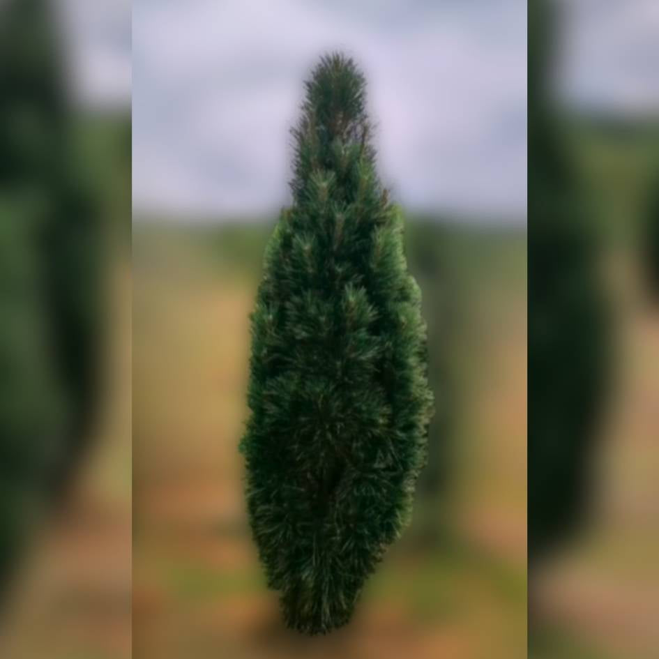 Pinus nigra ‘Green Tower’