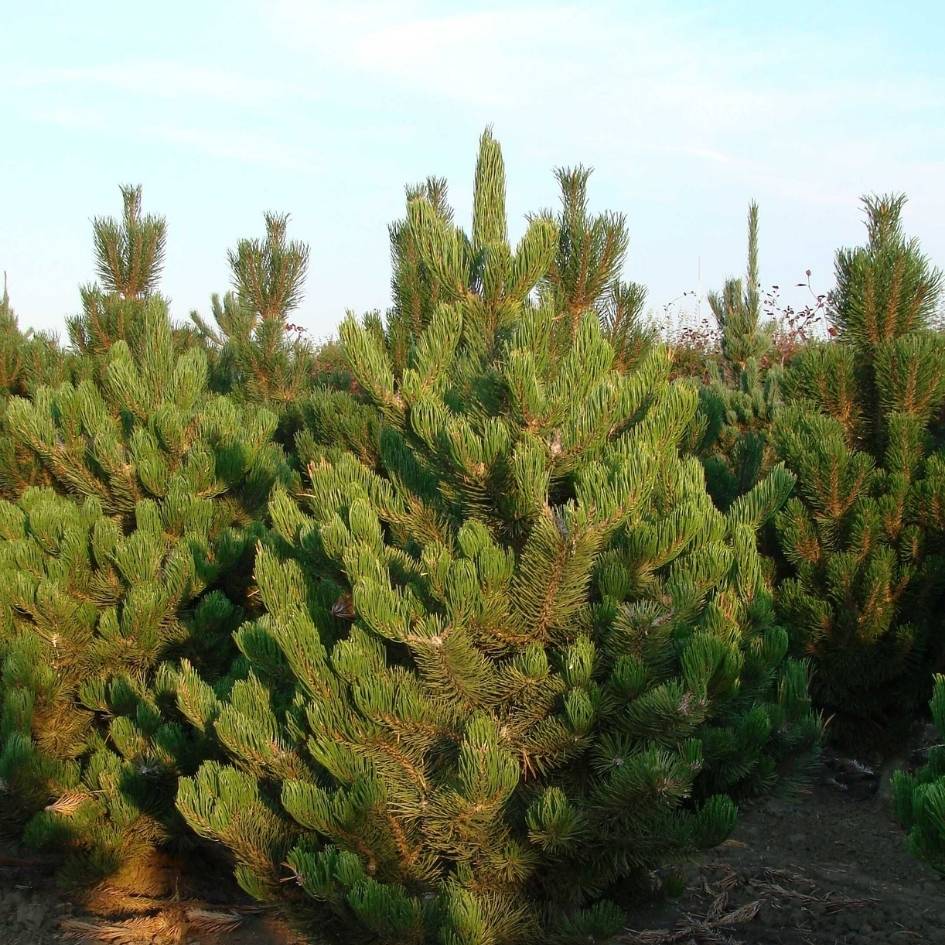Pinus nigra ‘Oregon Green’