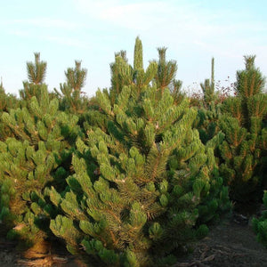 Pinus nigra ‘Oregon Green’