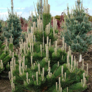 Pinus nigra ‘Oregon Green’