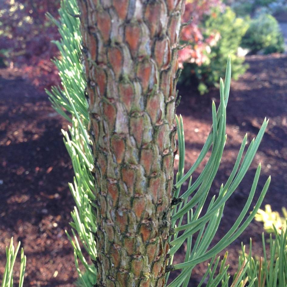 Pinus nigra ‘Oregon Green’