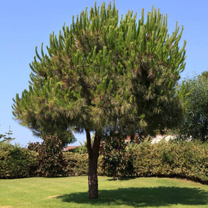 Pinus pinea