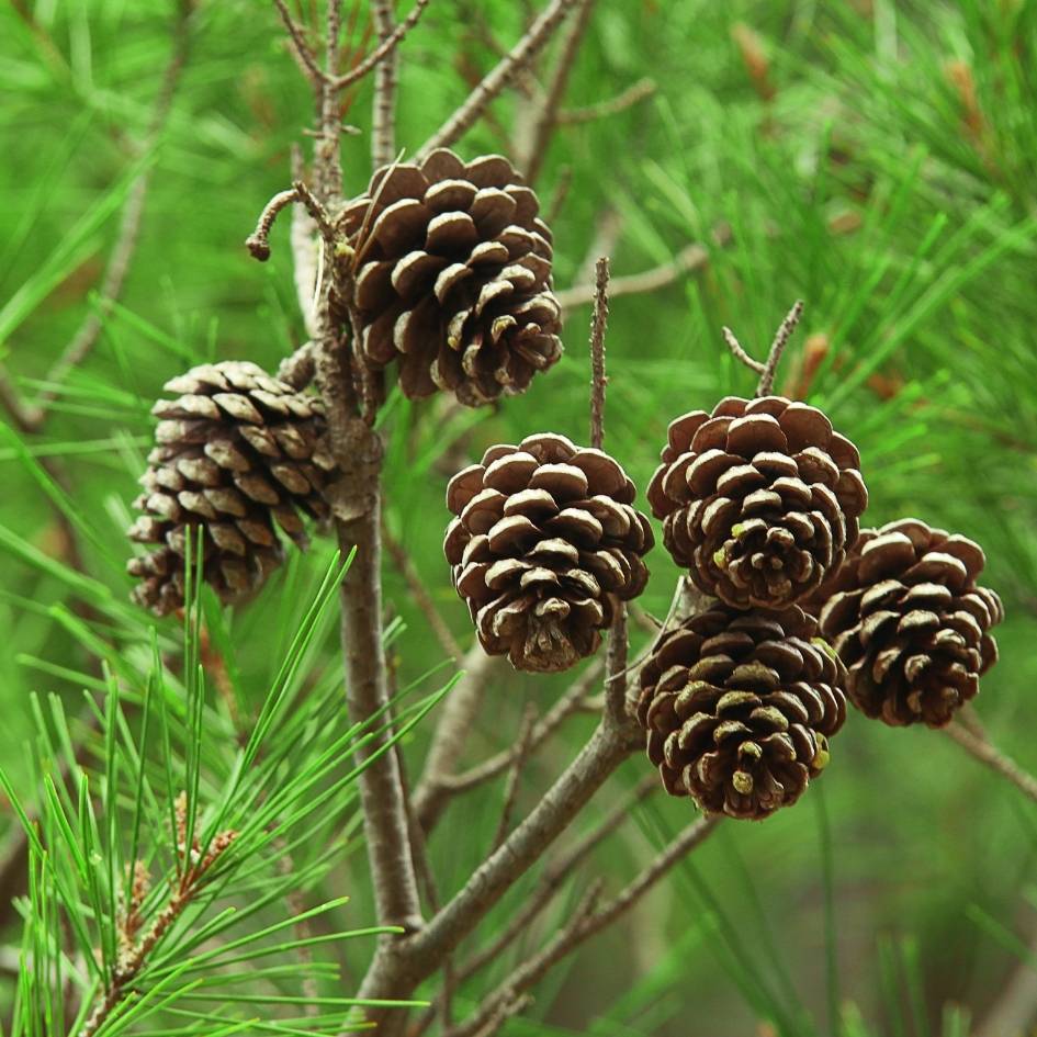 Pinus pinea