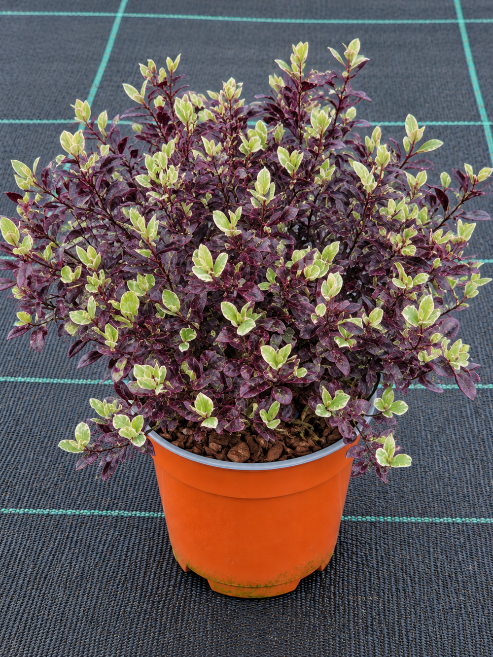 Pittosporum tenuifolium ‘Bannow Bay’