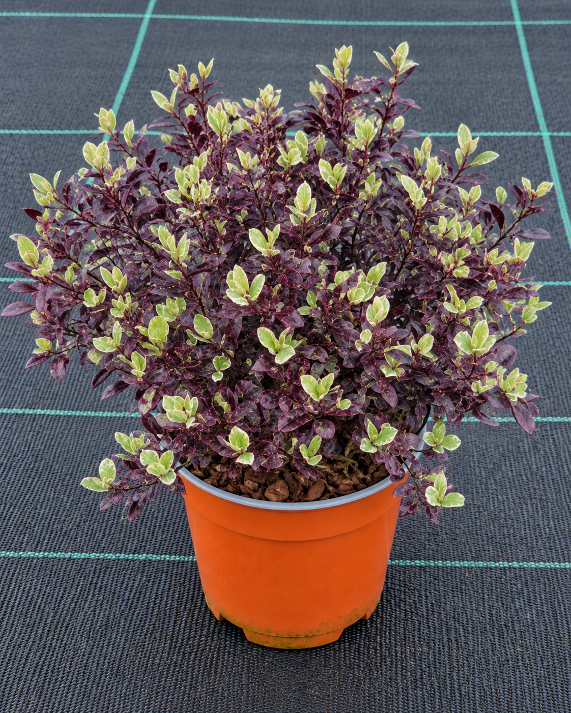 Pittosporum tenuifolium ‘Bannow Bay’