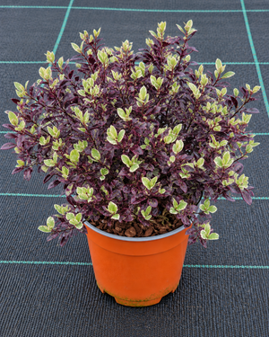 Pittosporum tenuifolium ‘Bannow Bay’