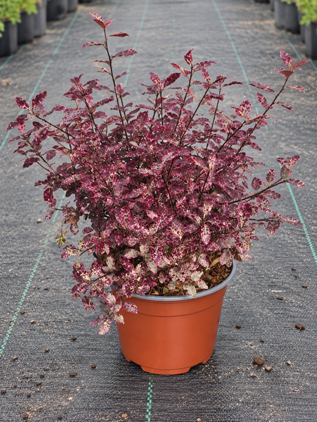 Pittosporum tenuifolium ‘Bannow Bay’