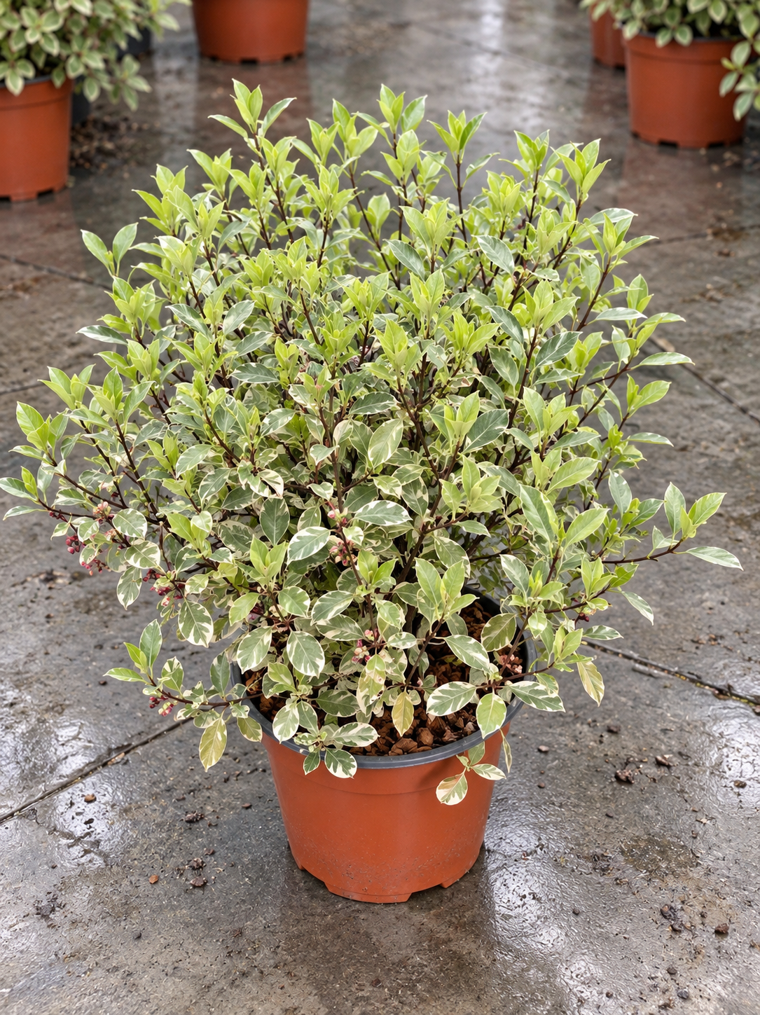 Pittosporum tenuifolium ‘Silver Queen’