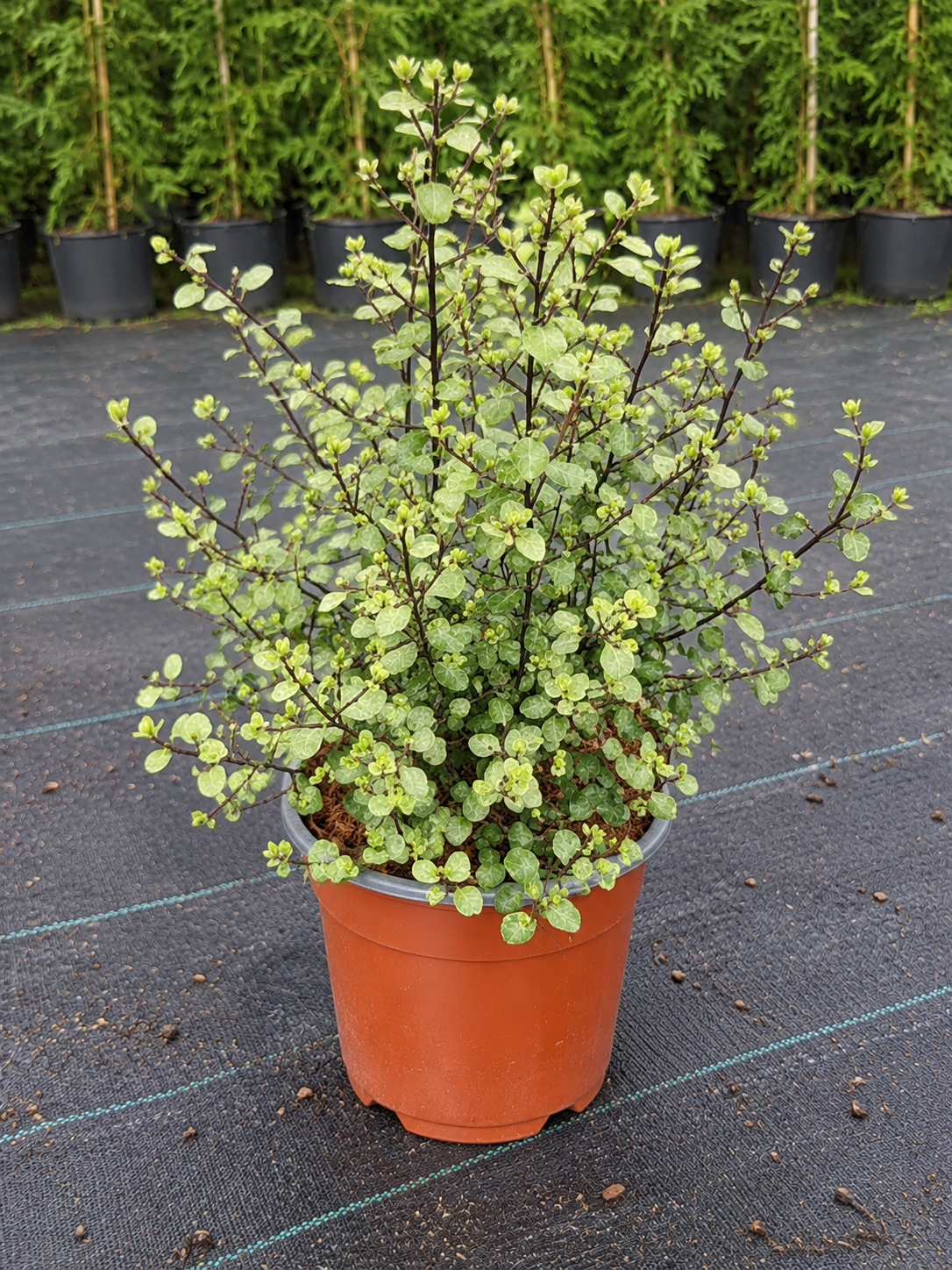 Pittosporum tenuifolium ‘Silver Sheen’