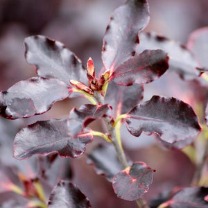 Pittosporum tenuifolium ‘Tom Thumb’