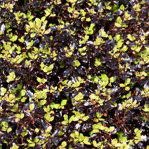 Pittosporum tenuifolium ‘Tom Thumb’