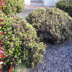 Pittosporum tenuifolium ‘Tom Thumb’