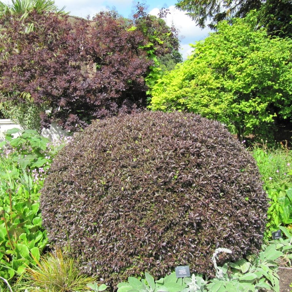 Pittosporum tenuifolium ‘Tom Thumb’