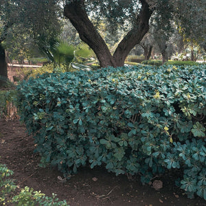 Pittosporum tobira