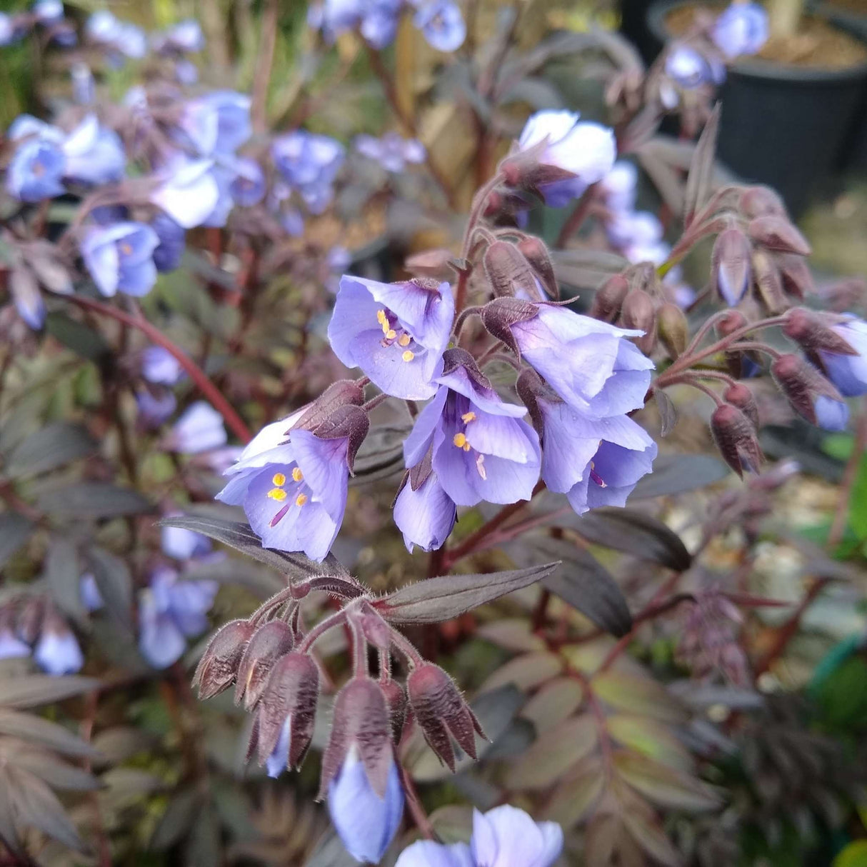 Polemonium ‘Heaven Scent’