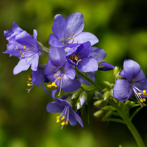 Polemonium yezoense var. hidakanum ‘Bressingham Purple’