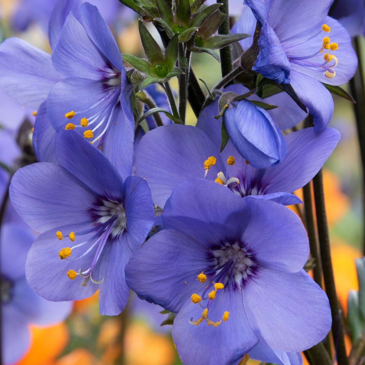 Polemonium yezoense var. hidakanum ‘Bressingham Purple’