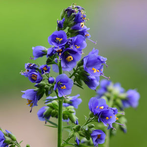 Polemonium yezoense var. hidakanum ‘Bressingham Purple’