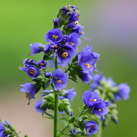 Polemonium yezoense var. hidakanum ‘Bressingham Purple’