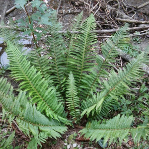 Polystichum aculeatum