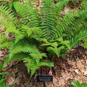 Polystichum braunii